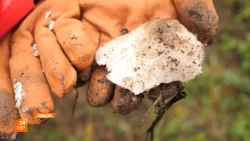 «Белая смерть» под яблонями