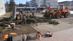 Ели у администрации спилили