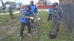 Константин Негурица инициировал посадку деревьев и кустарников в деревне Зубачево