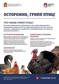 Осторожно: грипп птиц!