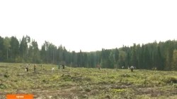 Восстановление леса