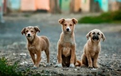 Мособлдума приняла закон об обязательной регистрации домашних животных в Подмосковье