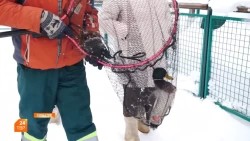 Операция «Селезень»