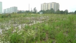 «Сад памяти» в Зубачёво приведут в порядок?