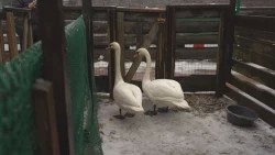 Зимовать в тепле