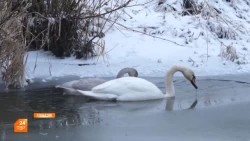 Лебеди в порядке