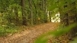 Парковая история Краснозаводска