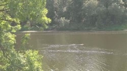 Субботник на берегу Вифанского пруда