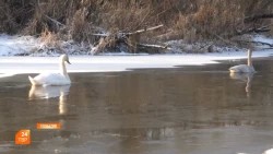 Не тревожьте лебедей