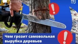 Что будет, если спилить дерево на даче?