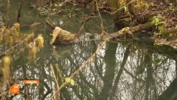 Ручей оздоравливают