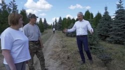 «Богородская Нива» — единственный в своём роде питомник по качеству и запасу крупномерных хвойных деревьев
