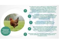 Владельцы домашней птицы должны помнить