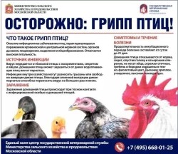 Осторожно: грипп птиц!