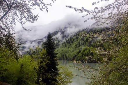 Дикие яблони