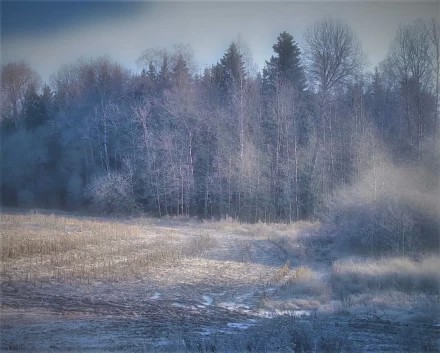 Поздняя осень. Припорошило.