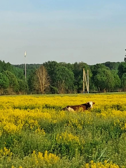 Пасутся