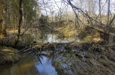 Новый бобровый пруд