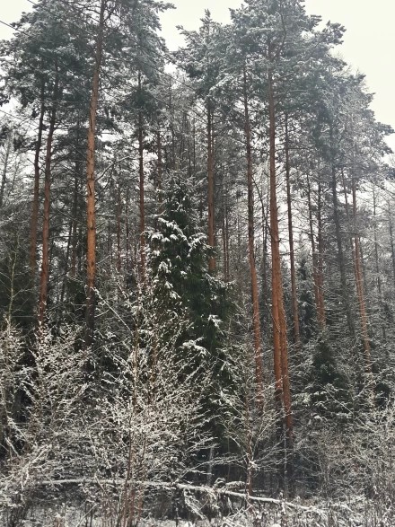 Зима вступает в свои права