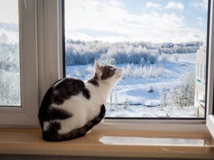 ноябрь 2025, первый снег