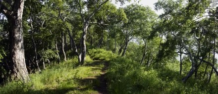 Роща каменных берёз