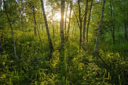Вечерние лучи