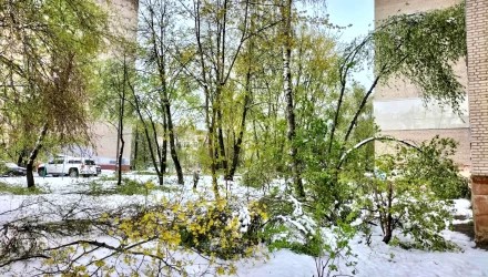 Последствия майского снегопада