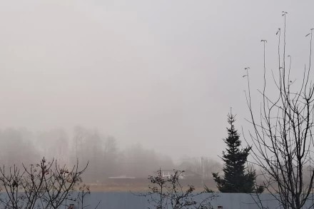 Туманное утро
