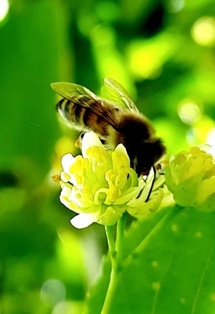 В пересвете появились пчелы. Хороший знак!