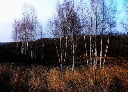 Струнино Владимирская область. Недалеко микрорайон Северный.