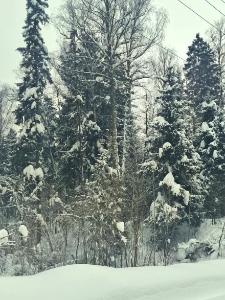 Заснеженный лес