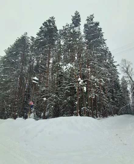 Зимняя роща