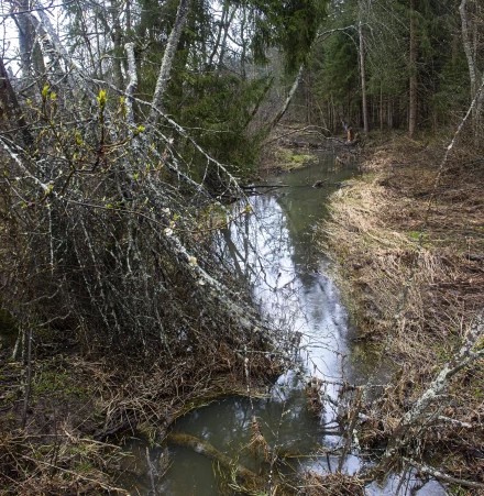 Зелень просыпается