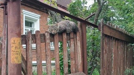 Кошачья жизнь