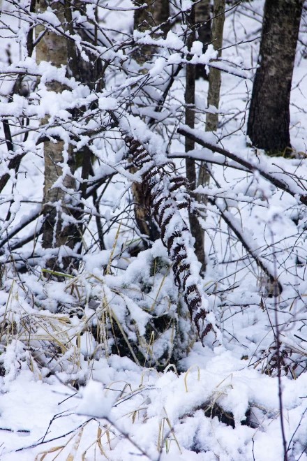 Лист папоротника