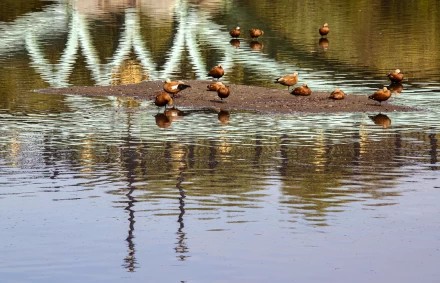 Утки-мандаринки 2