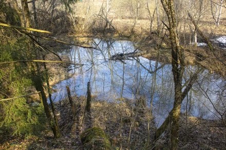 Новый бобровый пруд 2