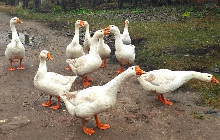 Как мы договорились мирно разойтись