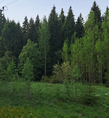Березки в новых изумрудных нарядах