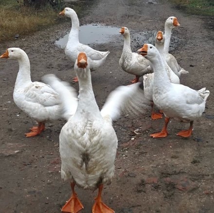 Последнее предупреждение...