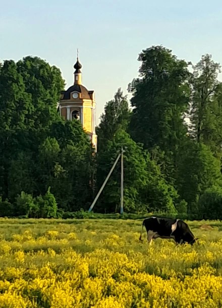 Корова
