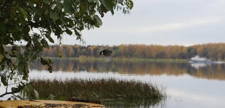 Синичка