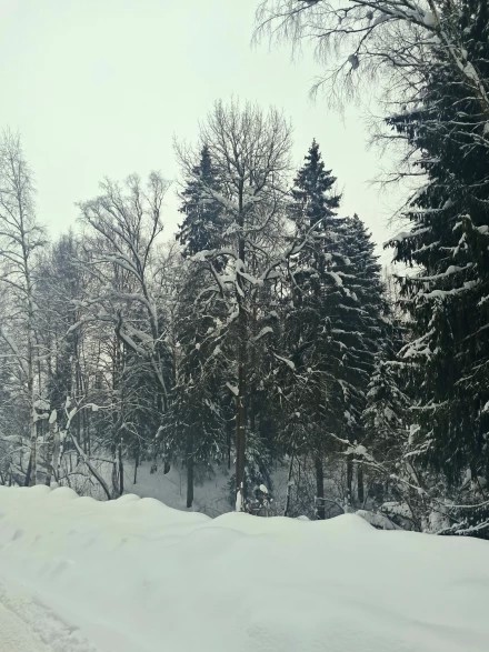 Зимний лес в феврале