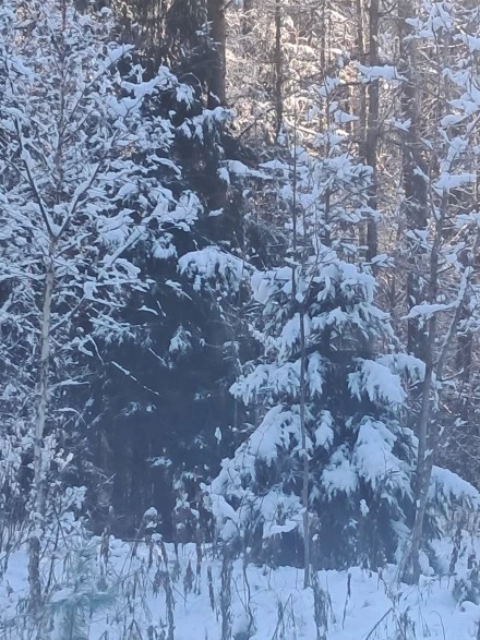 ...в лесу родилась елочка...