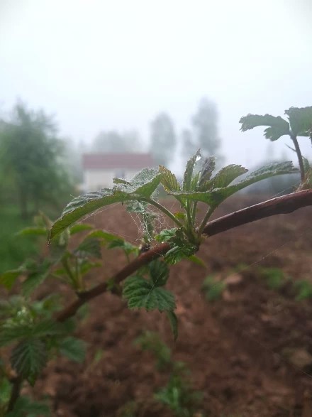 Туманное утро