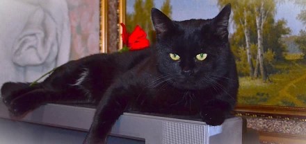 Наш любимый котик