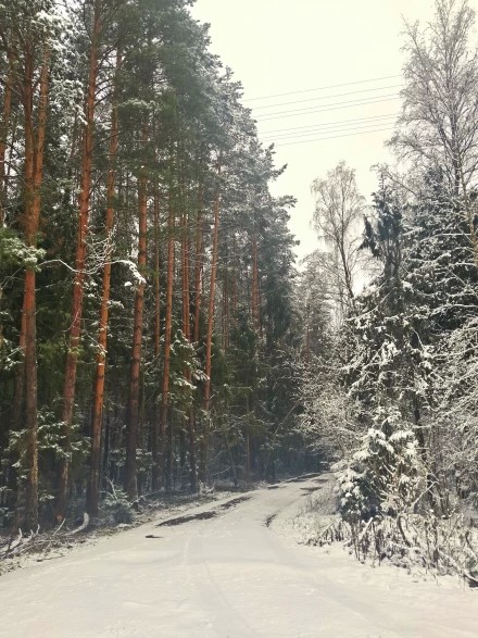 СОСНОВЫЙ БОР