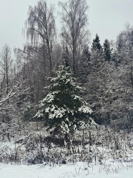 Елочка нарядная