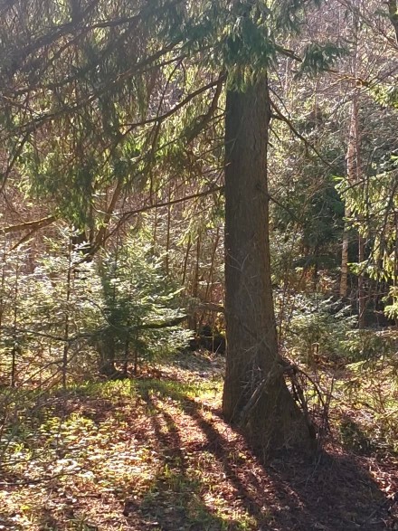 Солнечный лес