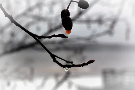 Горькие слёзы